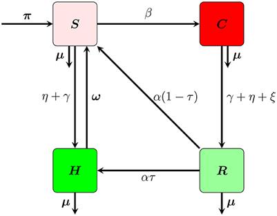 Corruption dynamics: a mathematical model and analysis